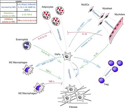 Fibro–Adipogenic Progenitors Cross-Talk in Skeletal Muscle: The Social Network